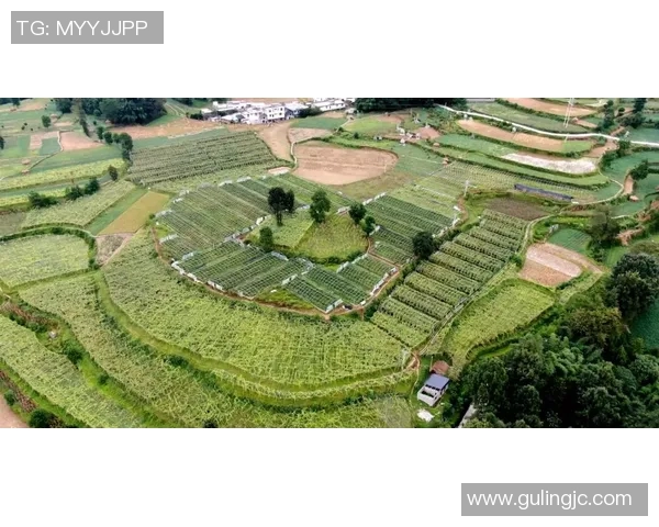 重庆网球队实力强劲荣登全国网球实力排行榜第二名